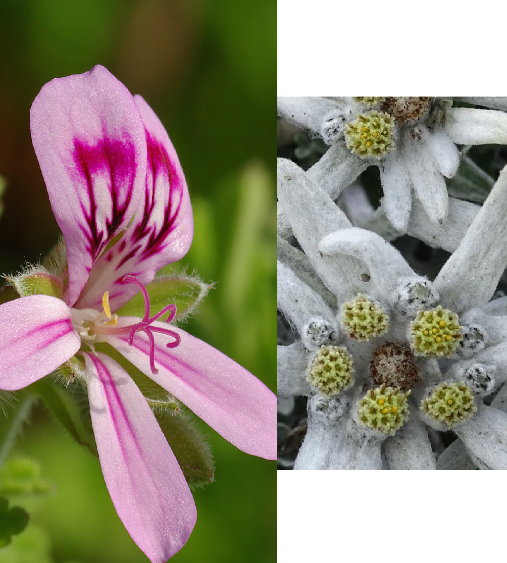 ANTI-AGING EYE AND FACE AND NECK CREAM